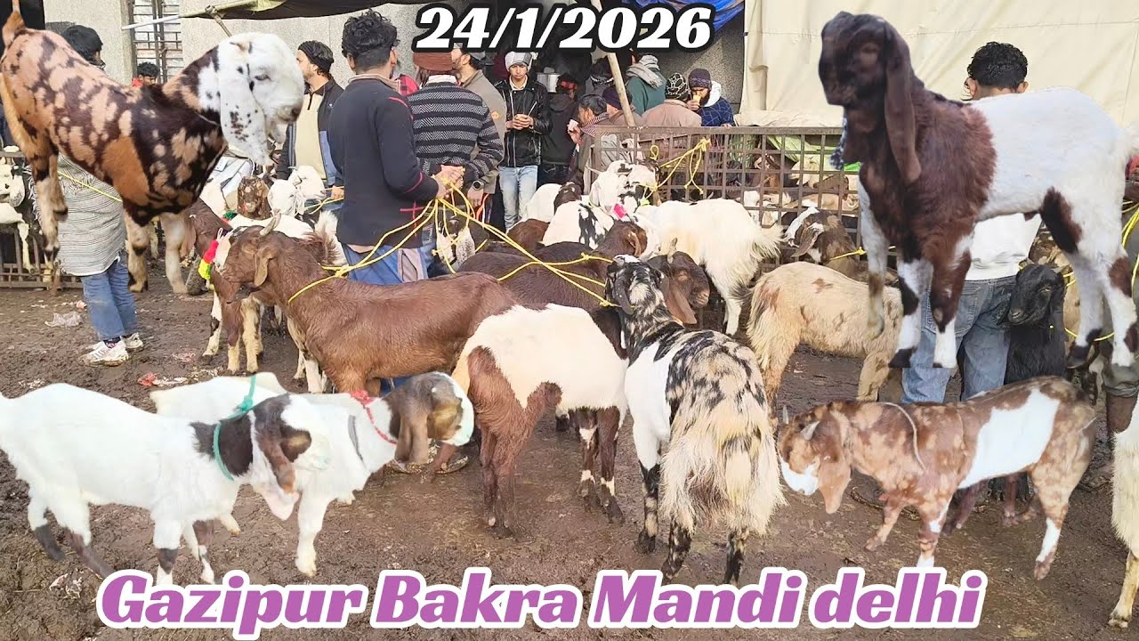 Gazipur Bakra Mandi live update 24/1/2026 delhi 