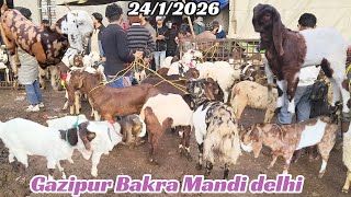 Gazipur Bakra Mandi Live Update 2412026 Delhi