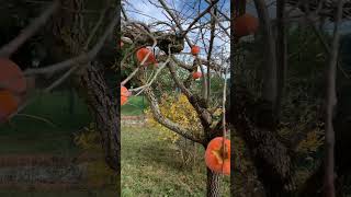Загородный дом #дача #деревья #испания #нашивиспании #казахивевропе