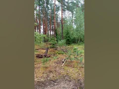 В лесу. - YouTube