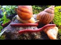 Millipede and Snails Slow Travelers of the forest ​#Millipede ​#Insects #Bugs ​#Nature ​#ForestLife