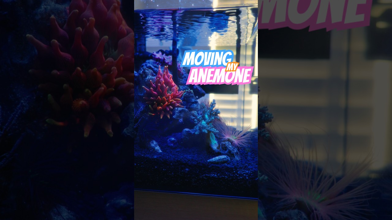 Convinced an animal to move house. Bank holiday Monday. What did you do with yours? 🪸😂 #reeftank