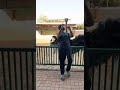 هجوم ذكر النعام الكبير 