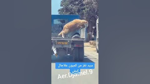كبش مهبول في الجزائر فقط