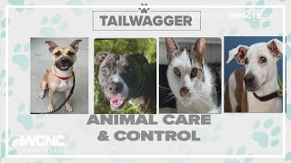 Tuesday Tailwagger: Meet these adoptable pets