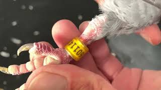 Delbar 420