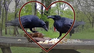 Victor and Anne: Raven Couple Talking Sweetly Over Snacks {2024) 4K