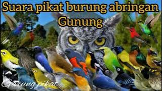 suara pikat jenis burung abringan gunung