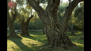 Olive Trees in the Bible--Agriculturally and Spiritually Significant