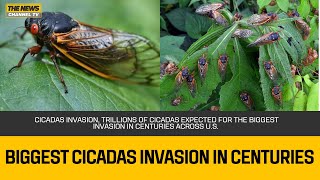 Cicadas invasion, Trillions of Cicadas expected for the biggest invasion in centuries across U.S.