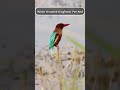 White-throated Kingfisher Perched | A Flash of Blue in the Wild #birds #birdwatching #nature #shorts