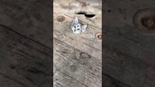 Ranking funny pets moments.