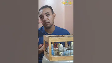 انتاج اعلى مستويات رينبو مميزه طيور هاوى عصافير الجنه عصافير بادجي رينبو Budgie Birds Birds 