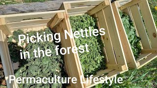 Permaculture Lifestyle / Picking nettles in the forest