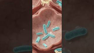 Tuberculosis (TB) 🫁 | How TB Affects the Human Body | 3D Medical Animation News