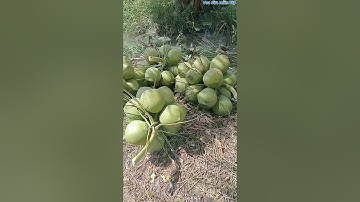 Vua Dừa Miền Tây// bốn quầy dừa trái sai 