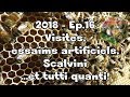 Fred lapiculteur  2018ep16  visites essaims artificiels scalviniet tutti quanti