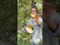 Sầu riêng blackthorn chín rụng #durian #saurieng #food