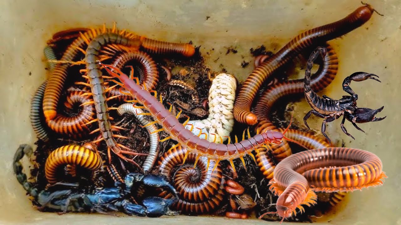 🇺🇸 Wild insects discovery Catching Hug Centipede ,scorpion, Millipedes ...