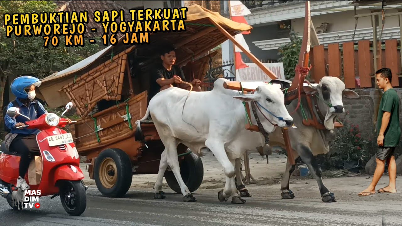 LULUS !! Sapi Terkuat Samson & Simon Sapi Mas Hermawan Setia Farm Tempuh Purworejo - Jogja !!