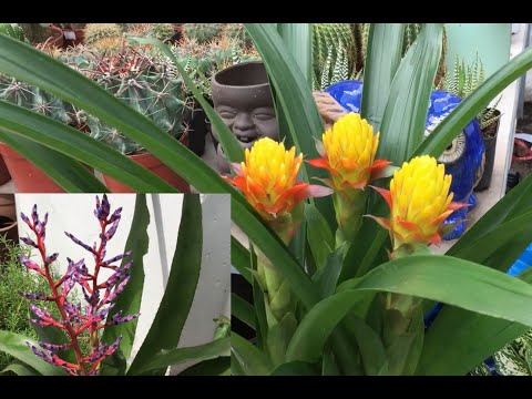 Video Cây cảnh ĐẸP, ĐỘC, LẠ có ở tiệm kiểng THÍCH TRỒNG CÂY... - youtube
