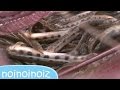 魚キラーを仕掛けてみた【ドジョウ大漁】編 エビ シマドジョウ insect trap JAPAN