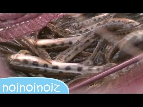魚キラーを仕掛けてみた ドジョウ大漁 編 エビ シマドジョウ Insect Trap Japan Youtube