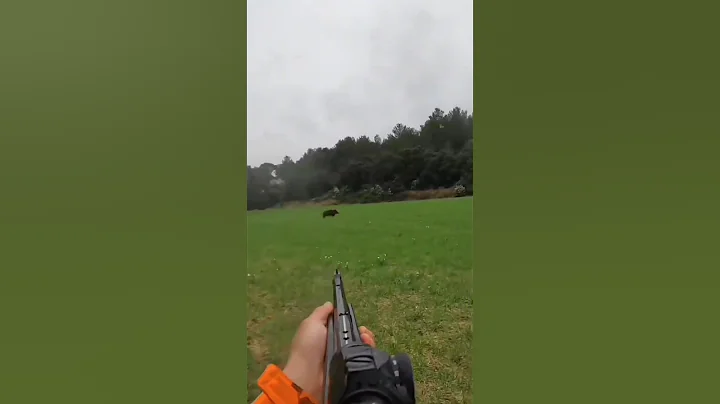 лучшее видео охоты на кабана лучший снимок #wildboar #chasse #cinghiale #jabali #hunting