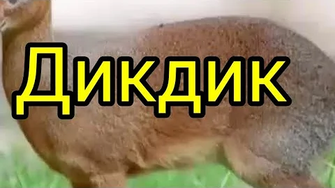 Мини-Антилопа.
