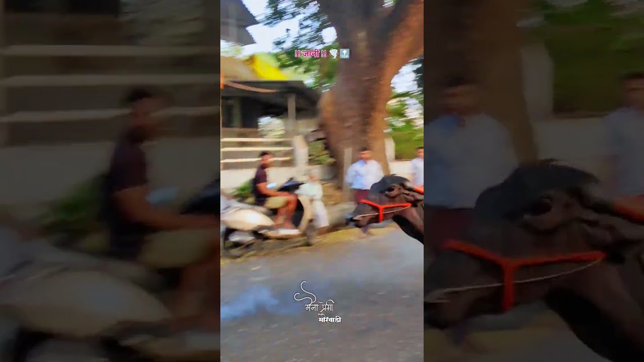 Buffalo Race 🐃 With Rx100 || with For Public Reaction 😵