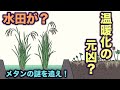 水田が温暖化の元凶?? 地球の歴史 その66 ダボス会議でメタンガス発生源として槍玉に挙げられた水田。水田は地球温暖化の原因なのか? その実情を探ります。