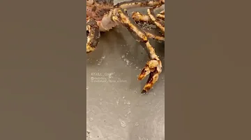 Моряк из Мурманска показал необычного краба