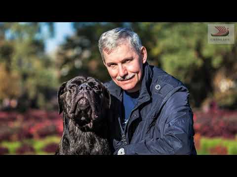 #126 World Dog show 2019. Moscow, Russia, 23-24.11.2019. (CACIB)