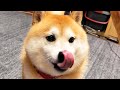 プライベートにんじん畑を所有する柴犬