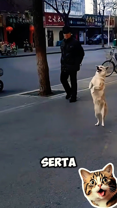 Anjing Bisa Berjalan Seperti Manusia😀
