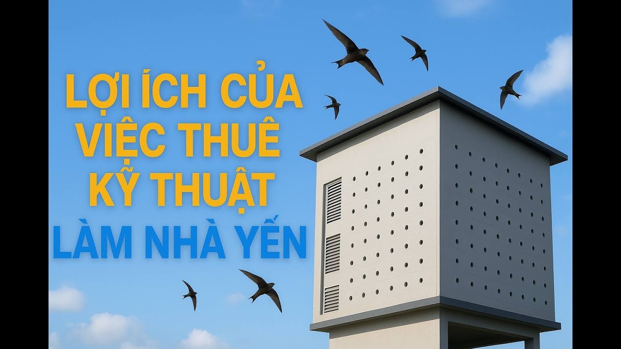 Có Nên Thuê Kỹ Thuật Làm Nhà Yến.