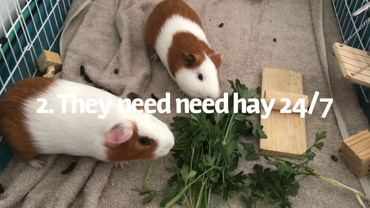 The Pros and Cons of owning Guinea Pigs YouTube
