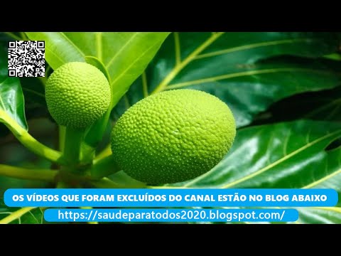casas ruas Fruta pão ( Artocarpus altilis ) serve para furúnculos