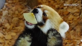 背伸びでリンゴを食べるレッサーパンダ〜Red Panda eats apple by standing on tiptoe