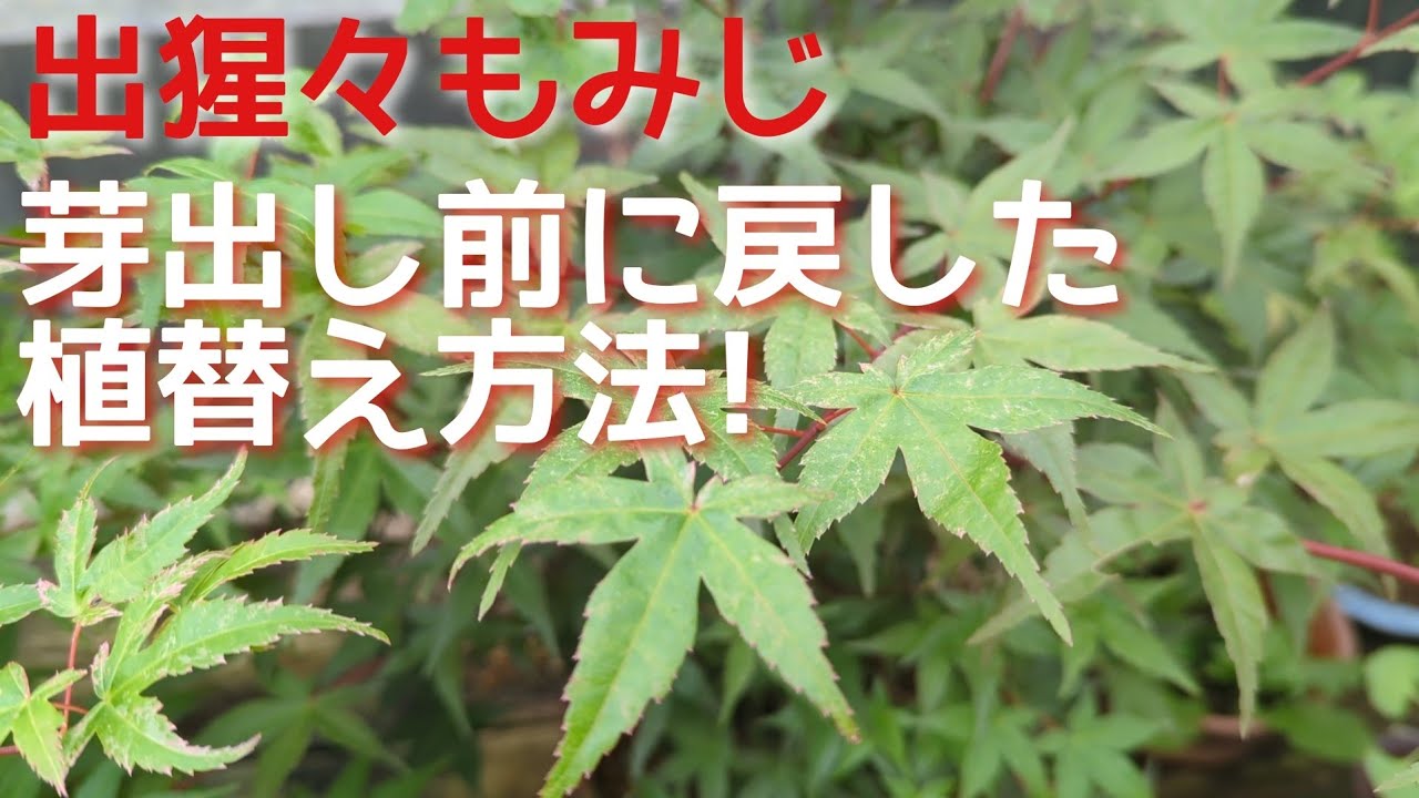 How to replant a Deshojo maple tree before it buds! - YouTube