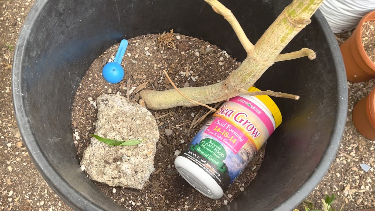 2021 outdoor Cali grow daily life of a grower