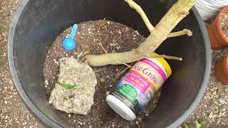 2021 outdoor Cali grow daily life of a grower