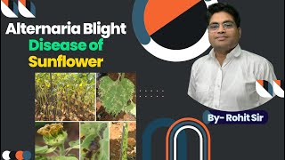 B.Sc (Ag.) 6th Semester || Alternaria Blight Disease of Sunflower || By- Rohit Sir