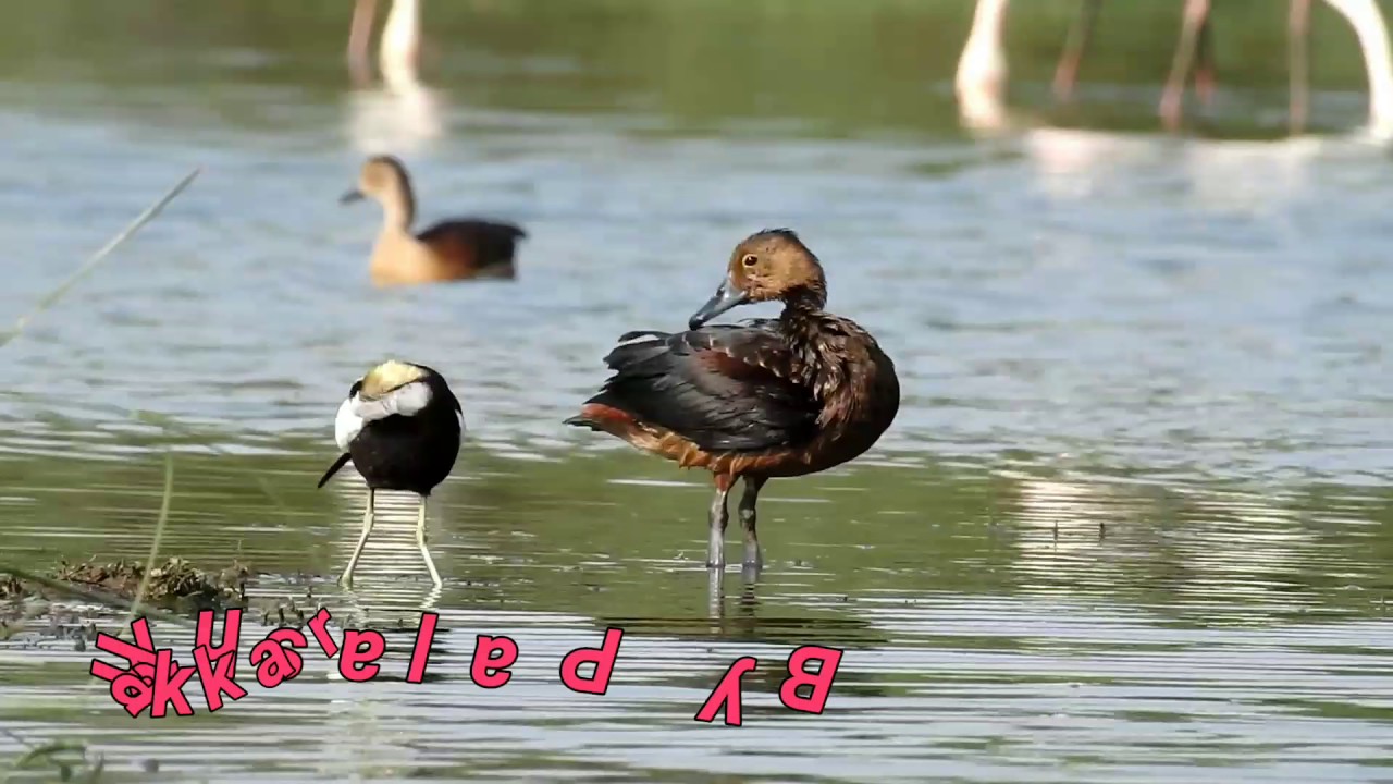 Beautiful preening together lesser whistling duck and pheasant tailed