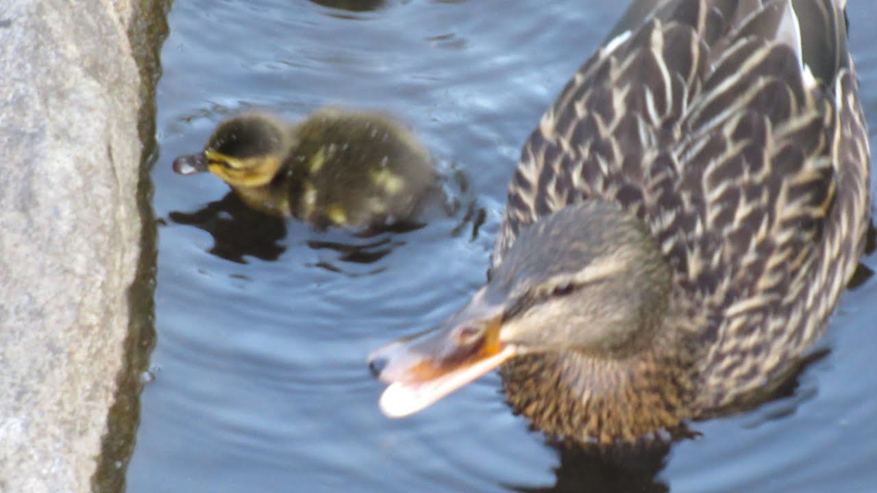 Mom Duck Fights Canada Goose Attacking Baby Ducks