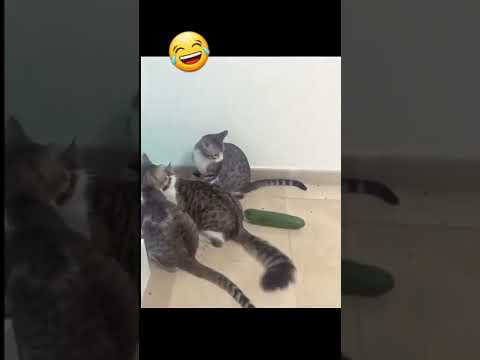 عجب خیاری خنده کلیپ فیلم گربه   خیار ترس سرگرمی بامزه