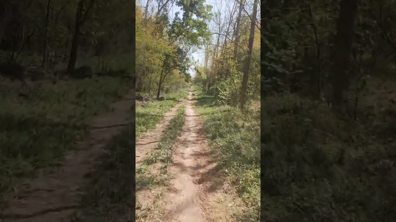 Changa Manga forest, Pakistan's largest forest planted by human hands