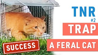 Successful story How to Trap a Feral Cat 101 | TNR | Recommendations