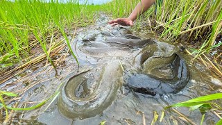 Best Hand Fishing! Catch a lot of fish at rice field when dry water catch by skill hand