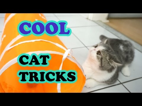 Https Funny Com Kaiser The Amazing Bengal Amazing Cat Tricks Https Funny Com Kaiser The Amazing Bengal Amazing Cat Tricks